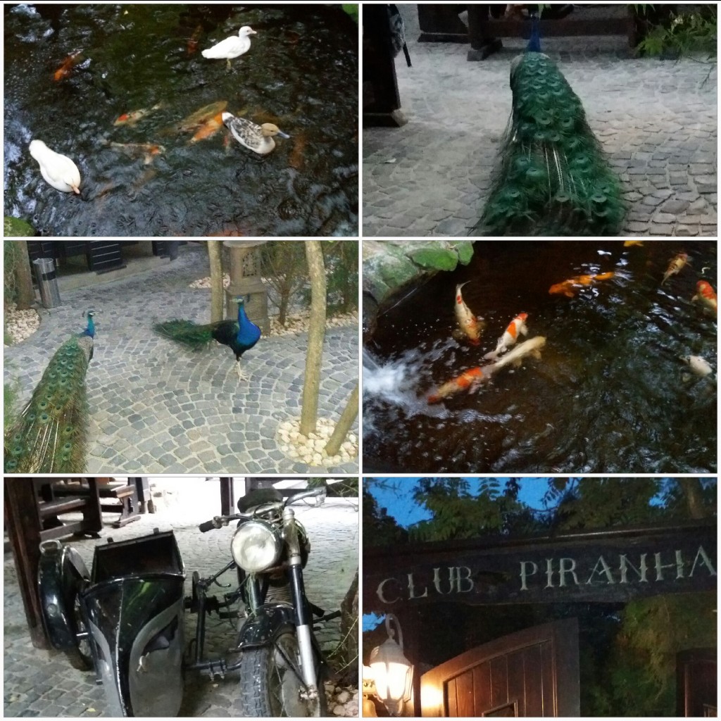 Club Piranha Bucuresti 