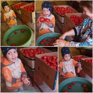 David suc de rosii 2017